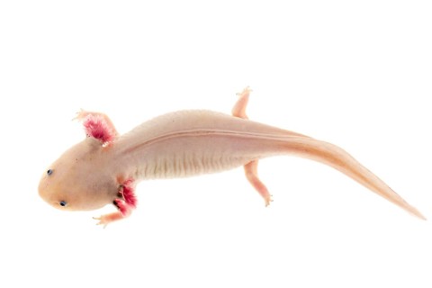 Axolotl (Ambystoma mexicanum)