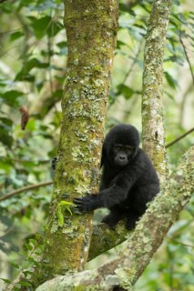Mountain Gorilla (Gorilla beringei beringei)
