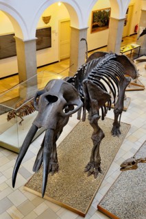 Muhldorfer Urelefant (Gomphotherium)
