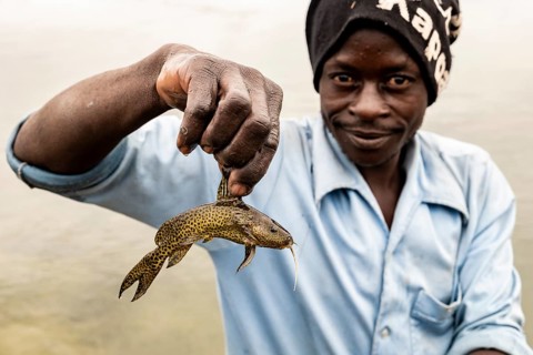 African shows small captured catfish (Siluridae)