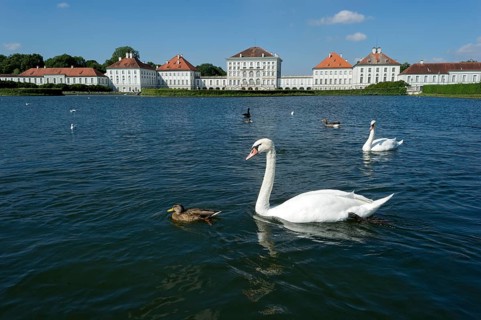 Mute swans (Cygnus olor) on the palace canal