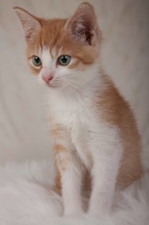 Kitten