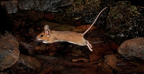 Yellow-necked Mouse (Apodemus flavicollis)