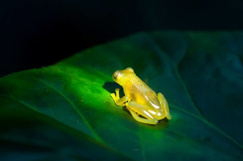 Fleischmann's Glass Frog (Hyalinobatrachium fleischmanni)