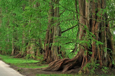 Avenue with Dawn Redwoods (Metasequoia glyptostroboides)
