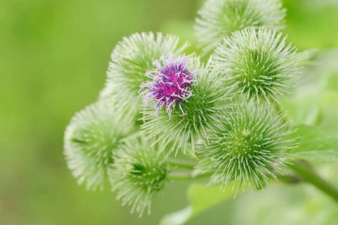 Greater Burdock (Arctium lappa)
