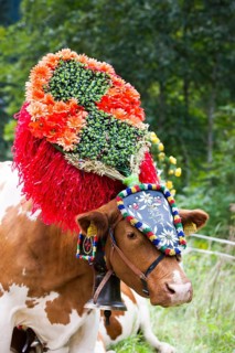 Decorated cow