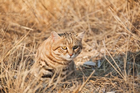 Black-footed Cat (Felis nigripes)