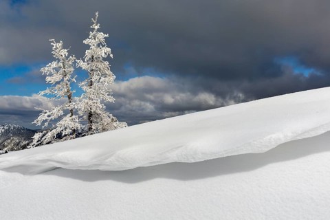 Snow-covered Mountain Pines (Pinus mugo) with overhanging snow at Mt Wildkamm