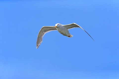 Western Gull (Larus occidentalis) adult