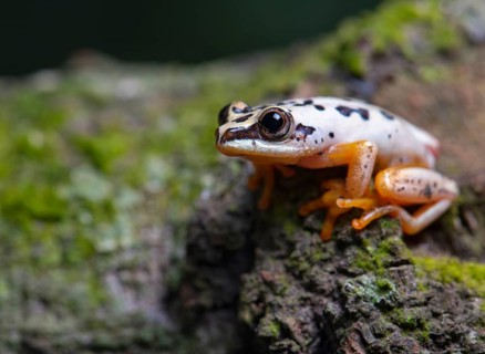 Heterixalus variabilis (Heterixalus variabilis)
