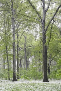Flowering wild garlic (Allium ursinum) in spring forest