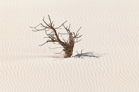 Dead tree in the sand dunes of the desert Deserto Viana