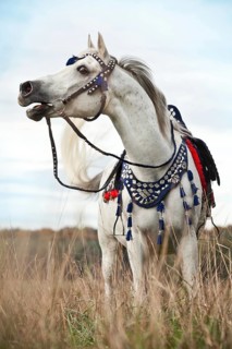 Thoroughbred Arab gelding