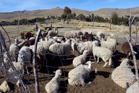 Flock of sheep in the High Andes