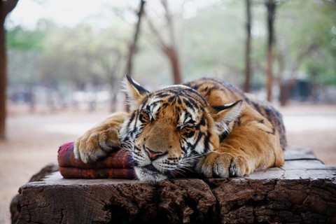 Tiger Temple or Wat Pa Luangta Bua