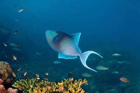 Redtoothed triggerfish (Odonus niger) over a coral reef