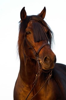 Andalusian Horse