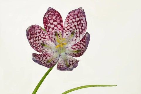 Snake's Head Fritillary (Fritillaria meleagris)