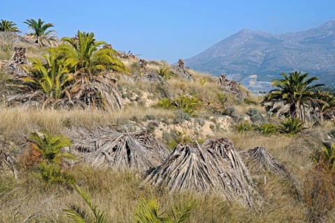 Infested and dead date palms