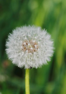 Dandelion clock
