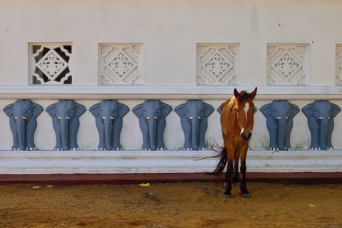Horse in front of the wall of a Buddhist shrine decorated with elephants