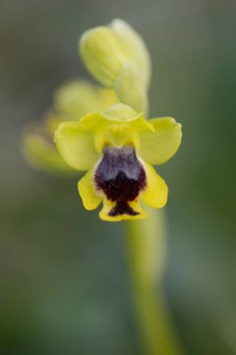 Yellow Ophrys (Ophrys lutea)