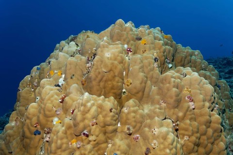 Christmas Tree Worms (Spirobranchus giganteus) on coral block