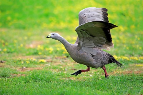 Cape Barren goose (Cereopsis novaehollandiae)