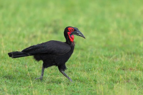 Southern ground hornbill (Bucorvus leadbeateri) walking in grass