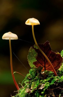 Saffrondrop Bonnet (Mycena crocata)