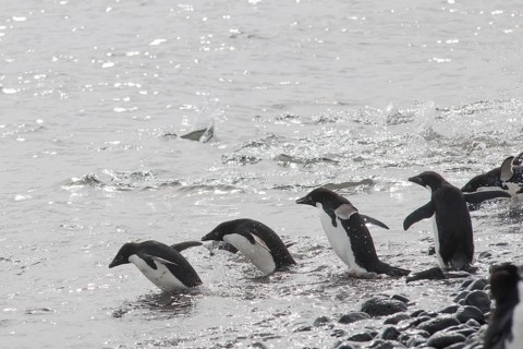 Adelie Penguins (Pygoscelis adeliae) on the way into the ocean