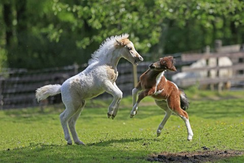 Playing foals