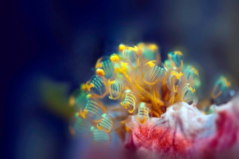 Ascidian Sea Squirt (Pycnoclavella detorta)