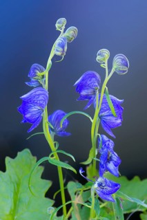 Monkshood (Aconitum delphinifolium)