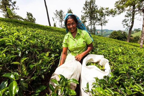 Tea picker