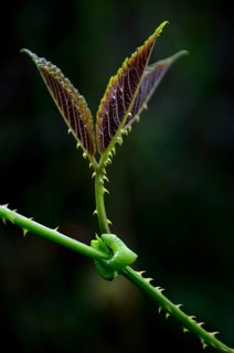 Plant leaf