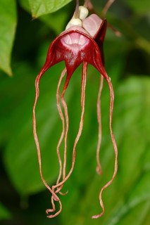 Birthwort