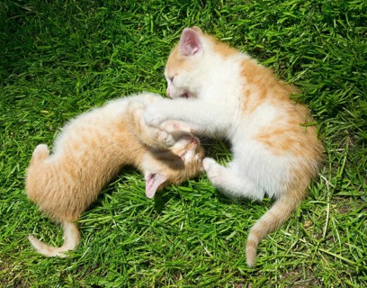 Two young cats playfighting with each other