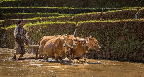 Farmer ploughing a rice paddy with water buffaloes