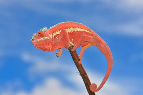 Panther Chameleon (Furcifer pardalis)