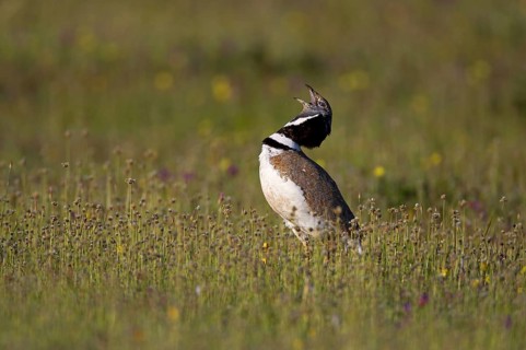 Little Bustard (Tetrax tetrax)