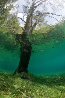 Tree growing in Gruener See or Green Lake