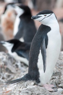 Chinstrap Penguin (Pygoscelis antarcticus)