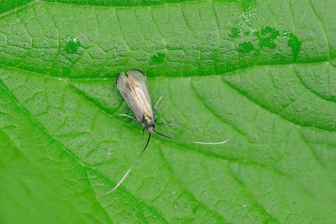 Green Longhorn (Adela reaumurella)