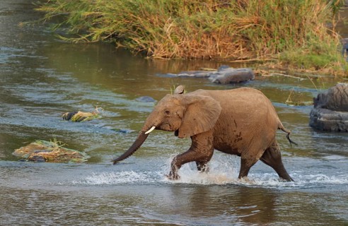 African Elephant (Loxodonta africana) wading through the Olifants River