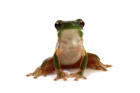 Eastern Dwarf Tree Frog (Litoria fallax)