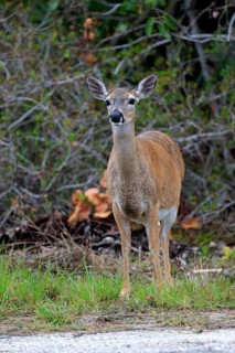 Key-white-tailed deer (Odocoileus virginianus clavium)