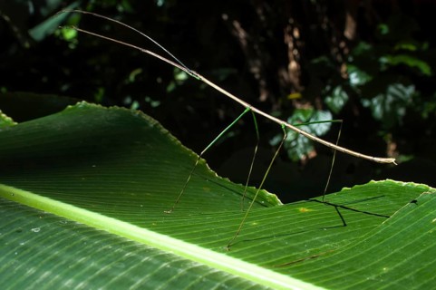 Costa Rican Stick Insect (Calynda brocki)