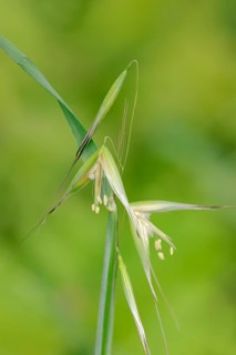 Animated Oat or Sterile Oat (Avena sterilis)
